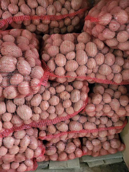 Cartofi de  consum si de sămănță