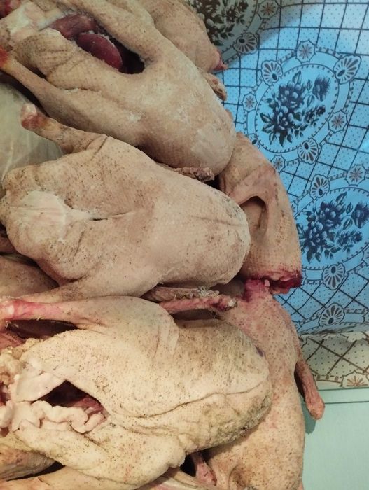 продам гусей домашних