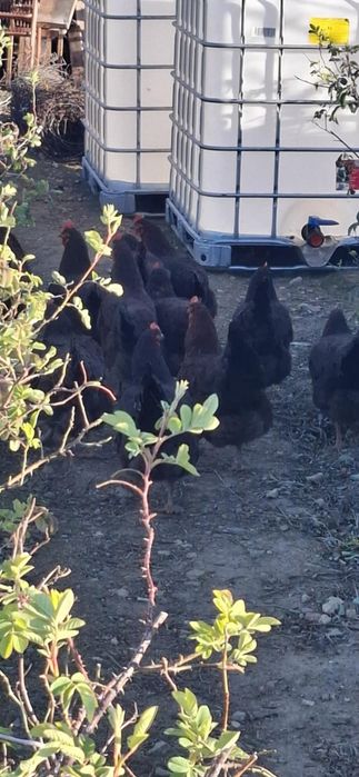 Яйца от катунски кокошки