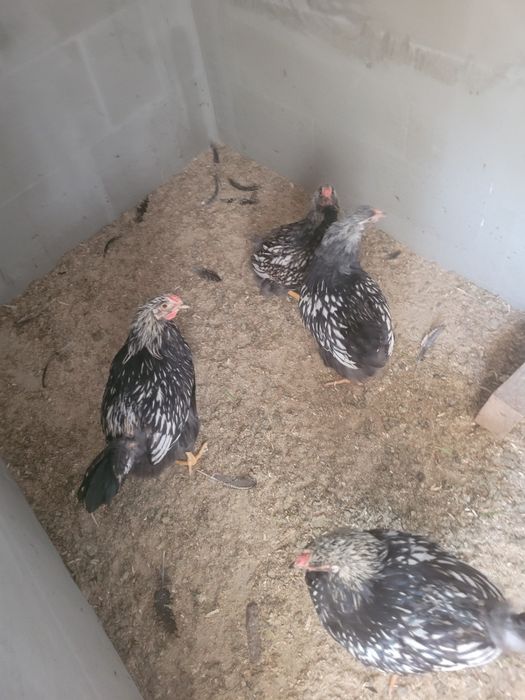 Vând pui diferite rase