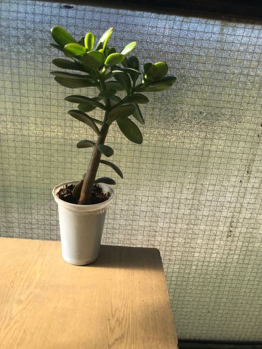 Дърво на живота, алое, ешеверия, каланхое, кактуси