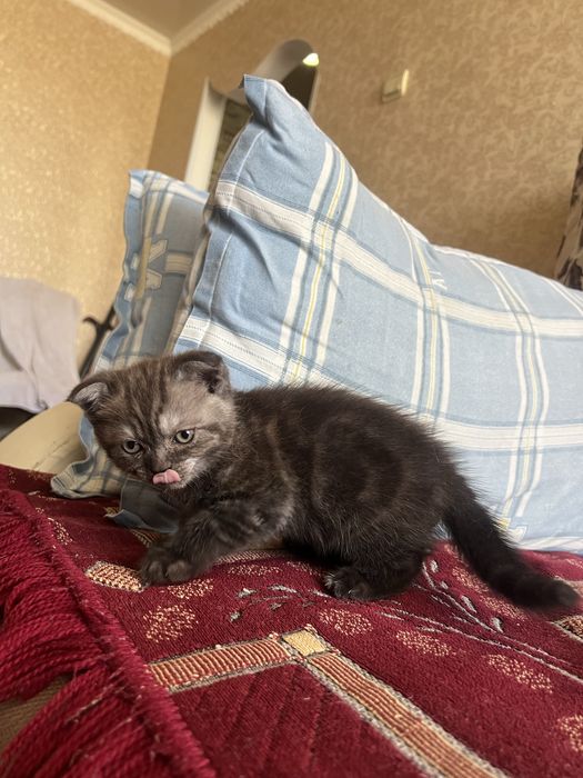Продам шотландского котенка