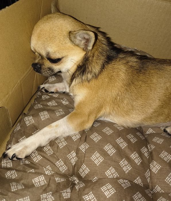 Чихуахуа мини момиче