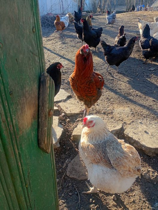 Ouă  verzi araucana și oua brahma pentru incubator  8 lei buc.