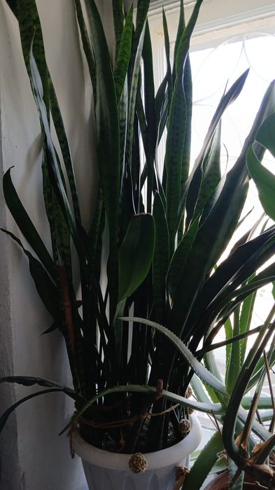 Сансевиерия 1,5 м