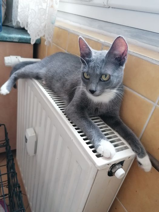 Pisoi pentru adopție