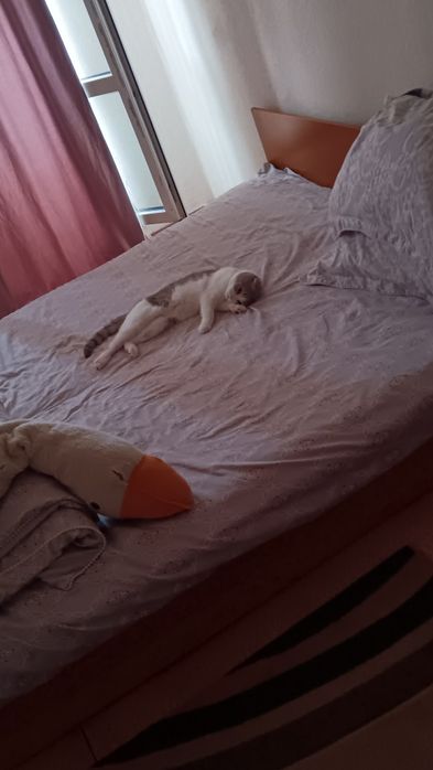 Отдам кота в хорошие руки