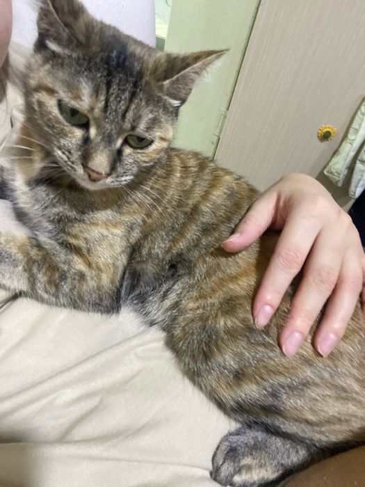 Пропала кошка район жетысуйский