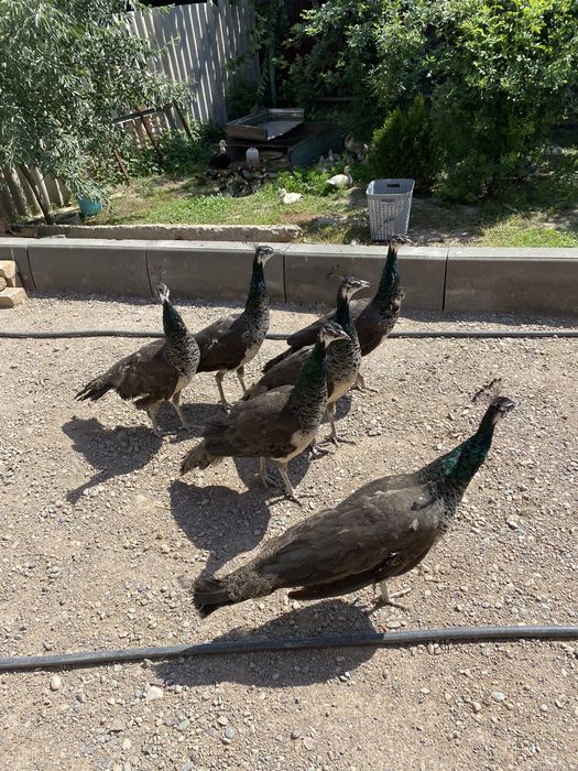 Самочки Индийские павлины