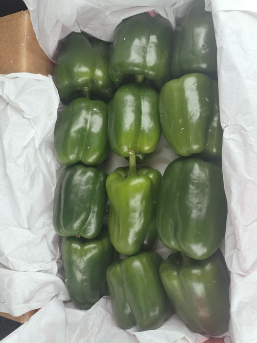 Сладкий болгарский перец (светафор)