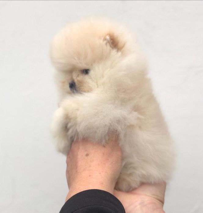 Померан мини мини