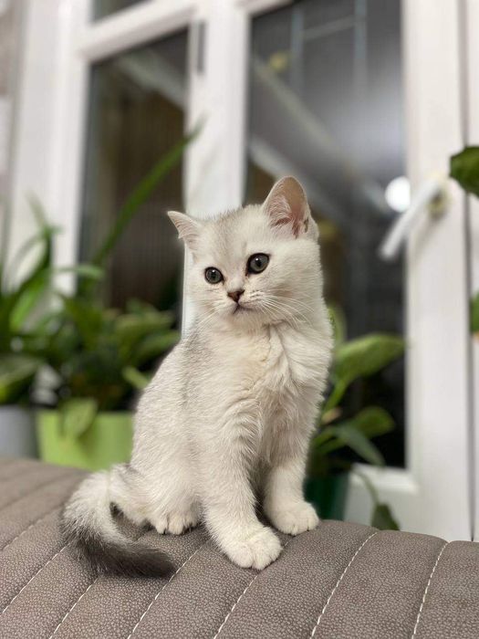 Британская шиншилла