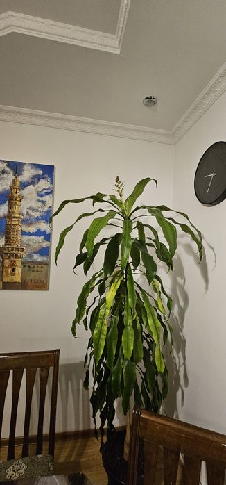 Пальма 3х метровая