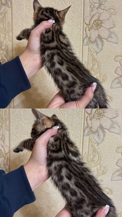 Продаются девочки Бенгалы original