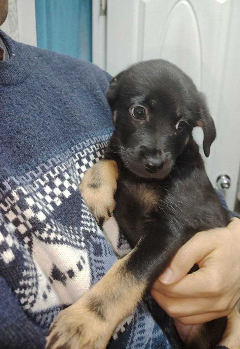 Собаки / Щенки пристраиваются Домашние / Kuchuk It