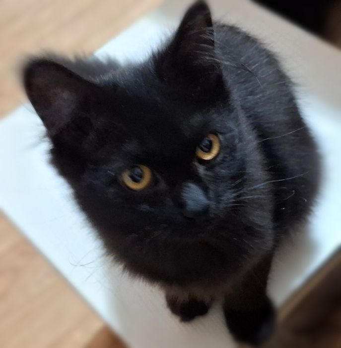 ПОРОДИСТЫЕ котята  !!!