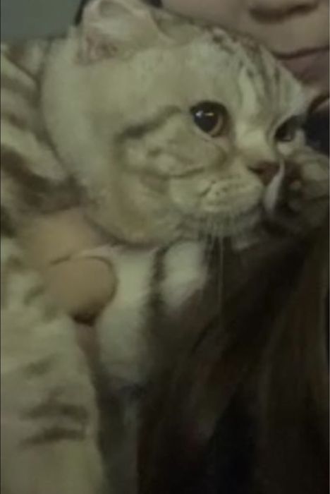 Продам хорошую кошку