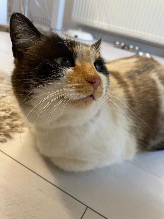 Pisica foarte afectuosa isi cauta casuta permanenta cu curte