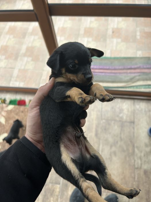 Мини пинчер мъжко и женско