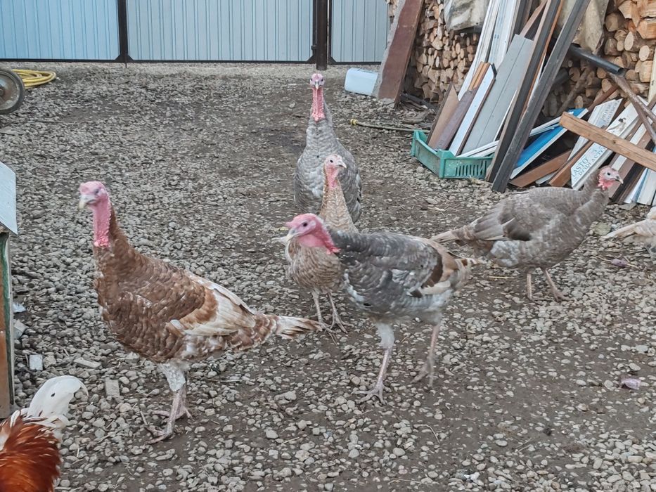 Vand Curcani de Casa