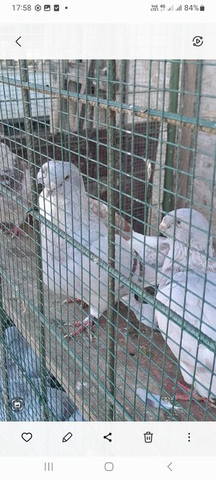 Porumbei standard și bălțați