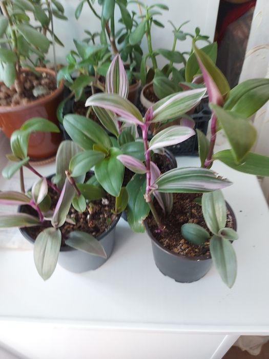 Продам комнатные цветы.