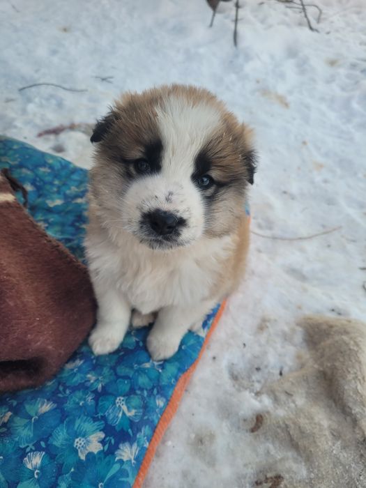 Щеки сиротки ищят дом