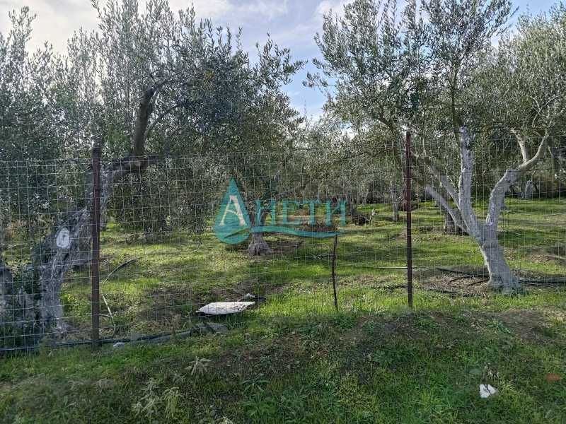 Парцел 1437м2 и75 маслинови дървета с.Волви, Аспровалта Гърция, с вода