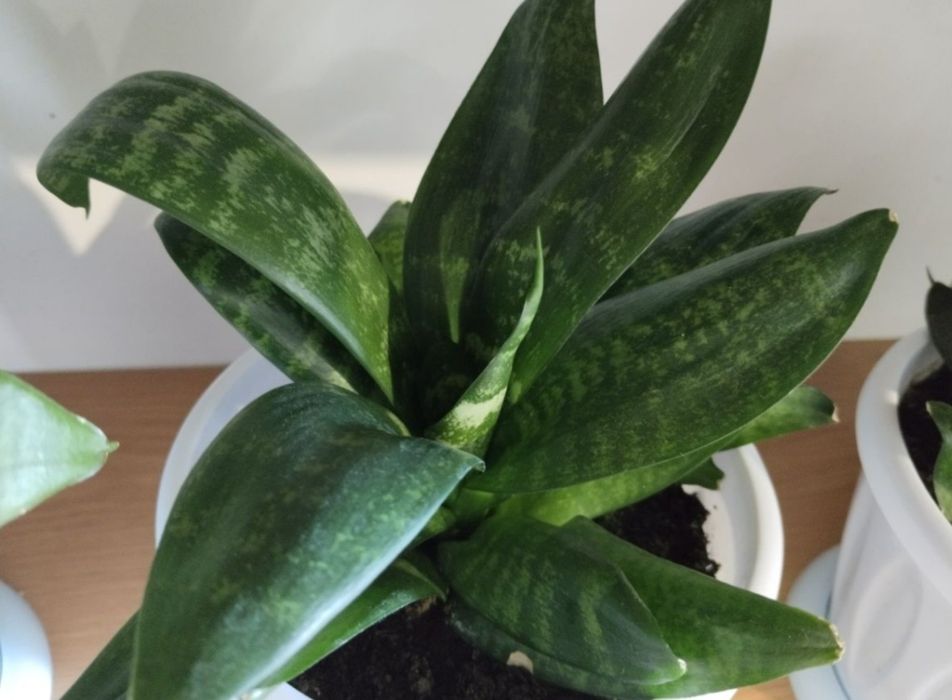 Цветы для дома,офиса.