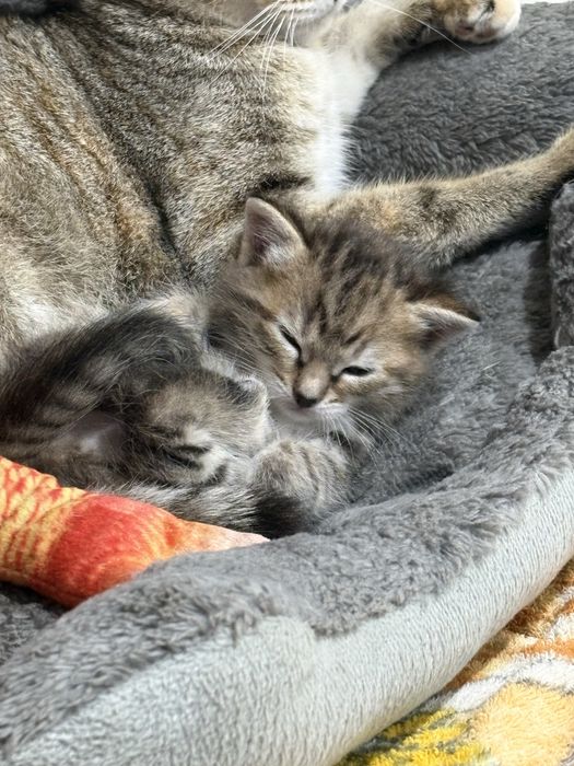 Котенок в добрые руки