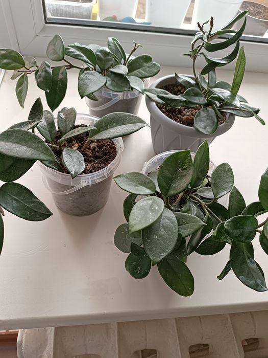 Комнатные растения. Хойя.