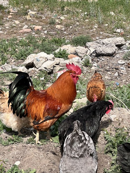 Продаю кур  о цене договоримся