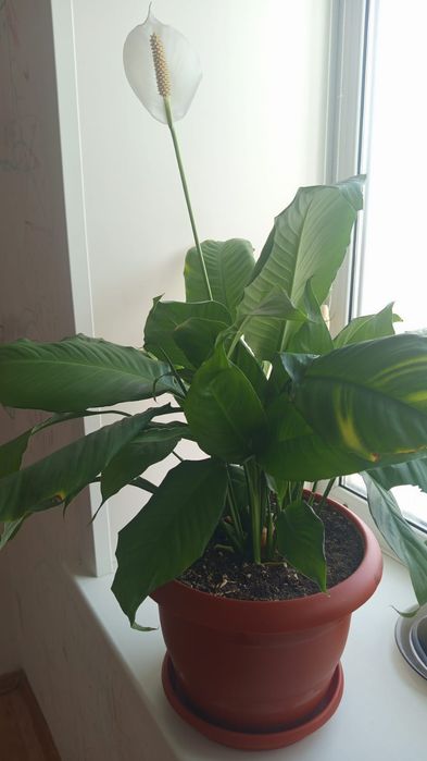 Продам комнатные цветы