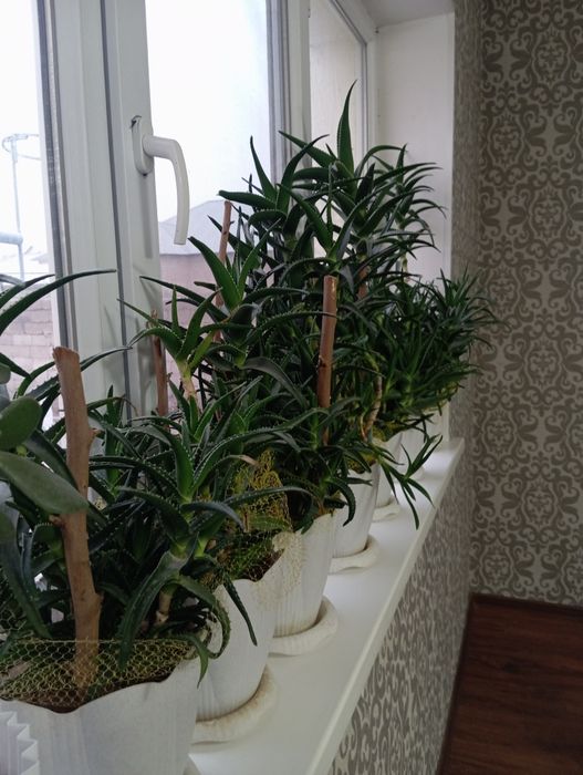 Продаётся алоэ  Шымкент