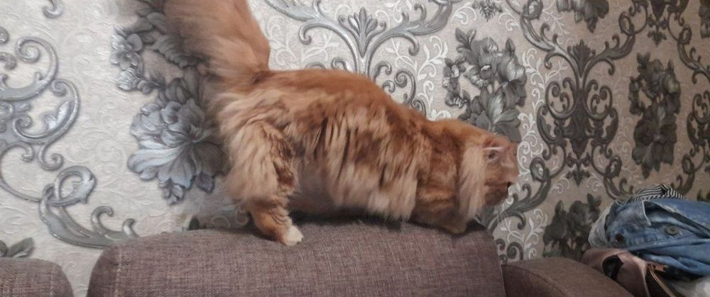 Manchikin erke soglom