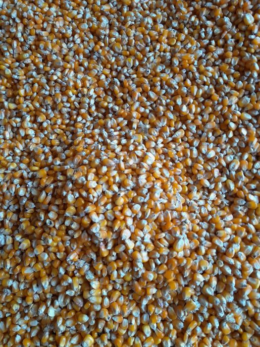 Vând grăunte bob sticlos