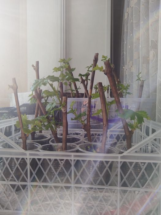 Виноград, саженцы