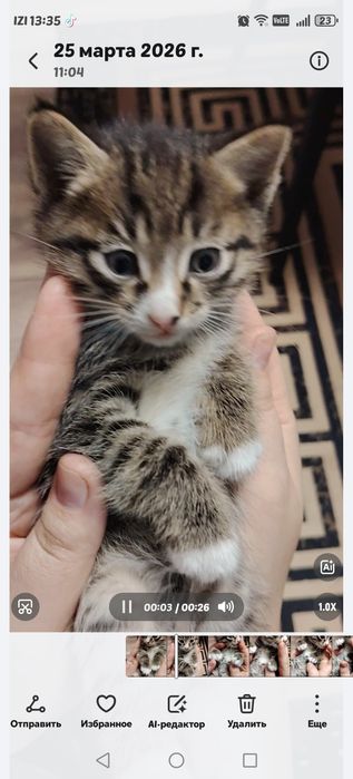 Котята, отдам в добрые руки