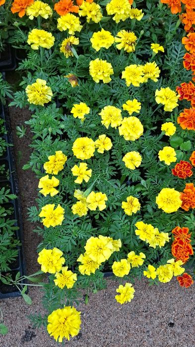 Продам оптом и в розницу петунью