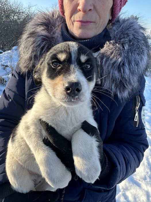 Щенок девочка вакцинированая