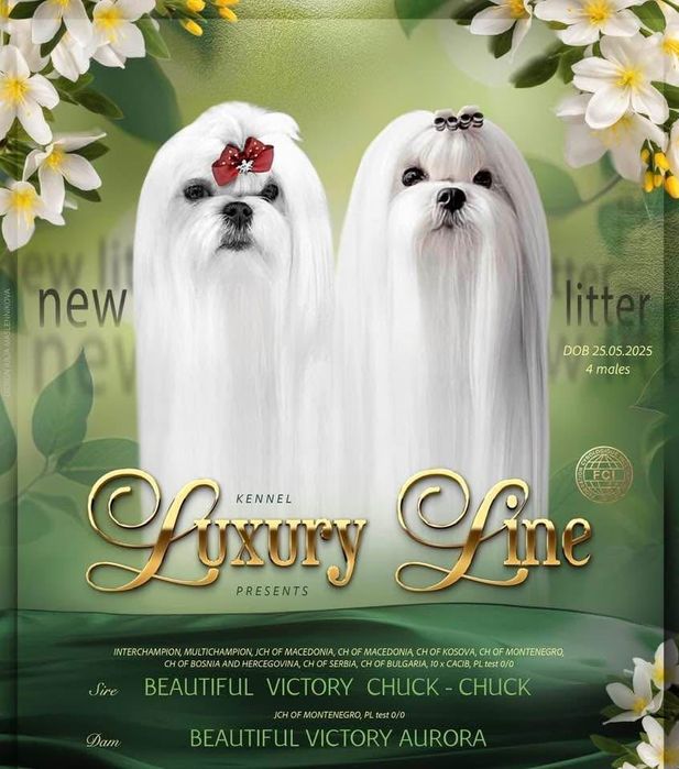 Малтезер,Йоркшир,Малтийска болонка