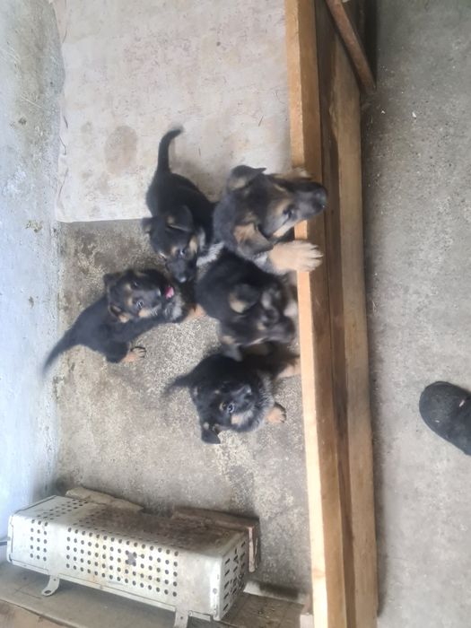 Щенк Немецкие Овчарки