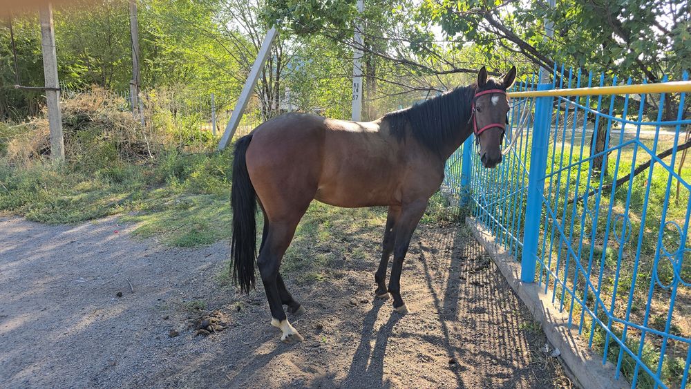 продам иноходцев