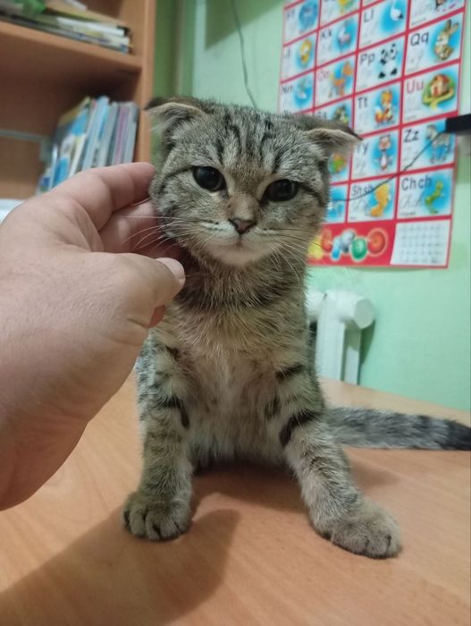 Продаётся котёнок двухмесячный