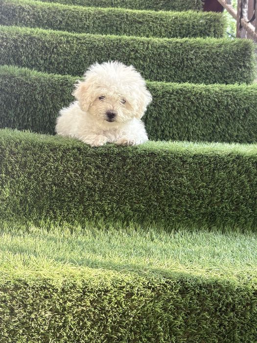 Maltipoo mini toy