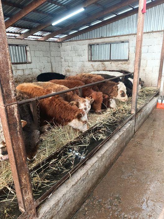 Продаются бычки подсосы