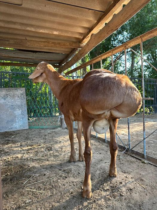 Корпоративтік кештегі секс (порно видео)