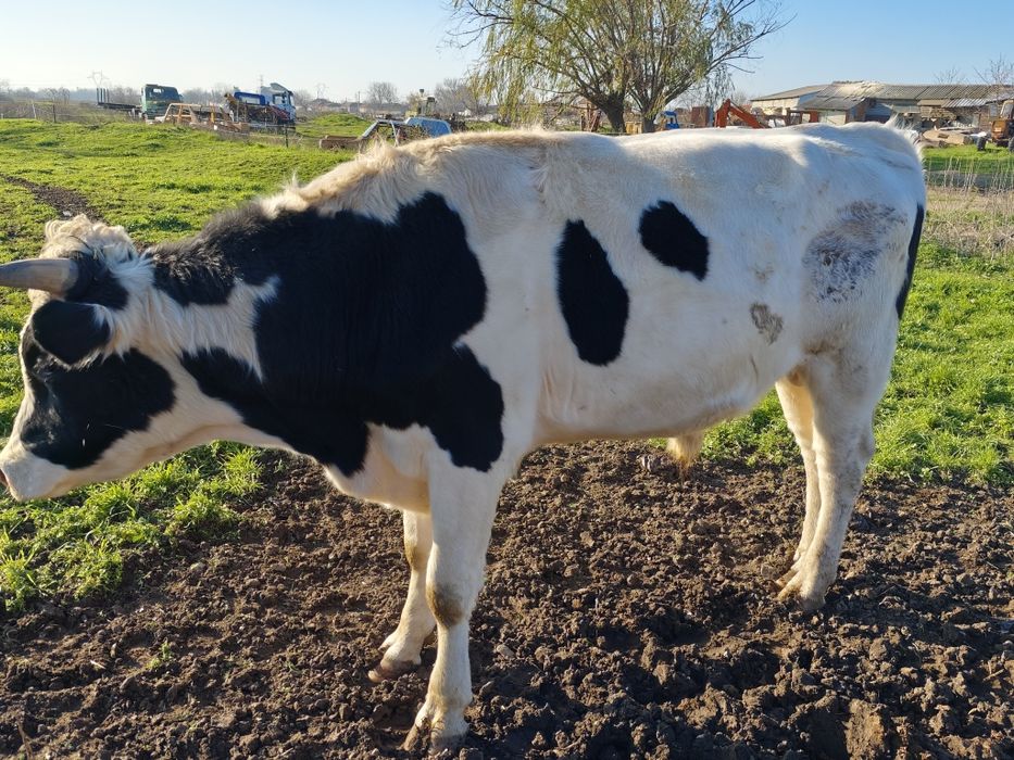 Свободни телета 400-500кг.