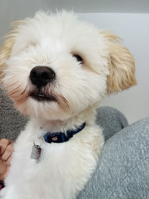 •	Petsitter - Cazare pisici/câini – îngrijire când ești plecat(ă)