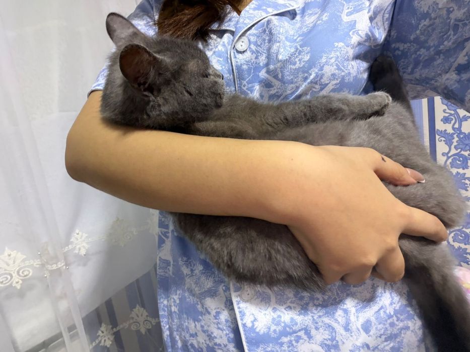 Өте ақылды мысық